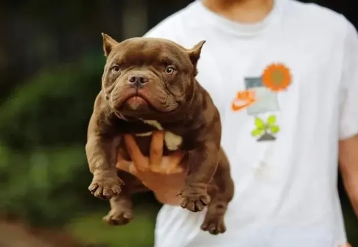 FILHOTES DE AMERICAN BULLY À VENDA