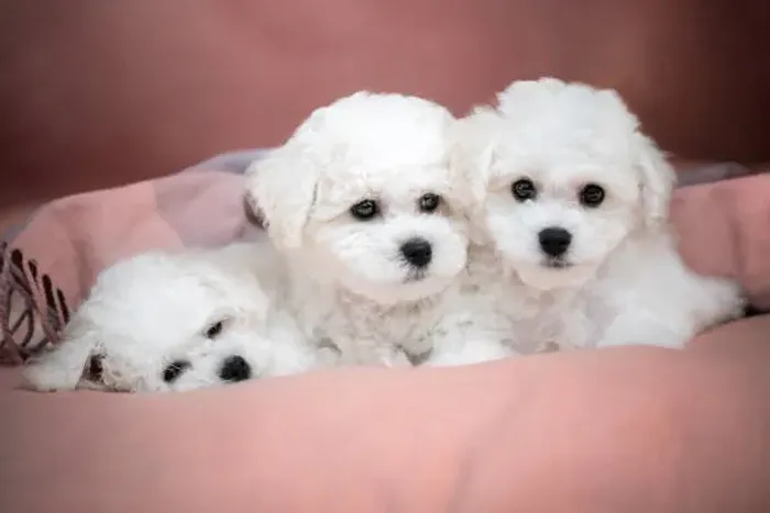 Poodle Muito Fofo Disponível ?