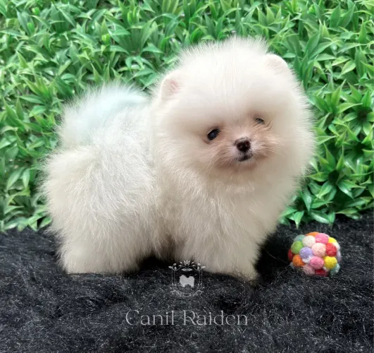 Spitz alemão macho