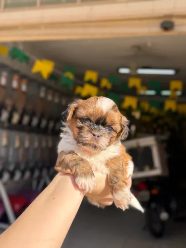 Shihtzu macho ZERO FUCINHO