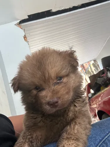 Filhotes de chow chow macho