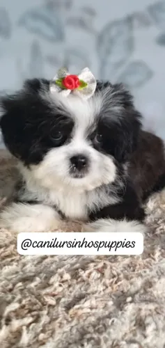 lhasa apso bebes machos e femeas disponíveis fotos reais 