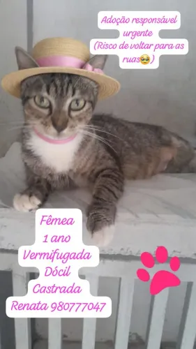 Gata castrada para doação 