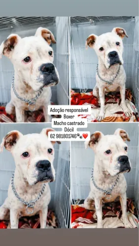 Doação Boxer