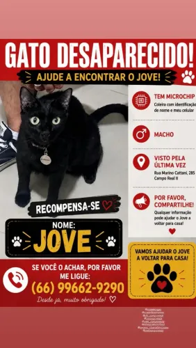 Gato desapareceu 