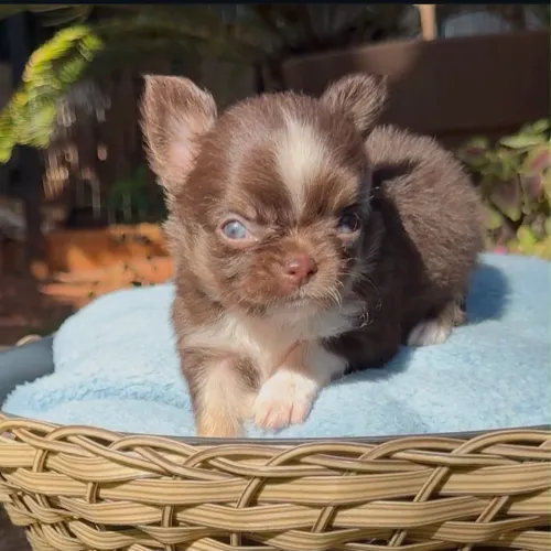 Chihuahua chocolate pelagem longa te aguardando