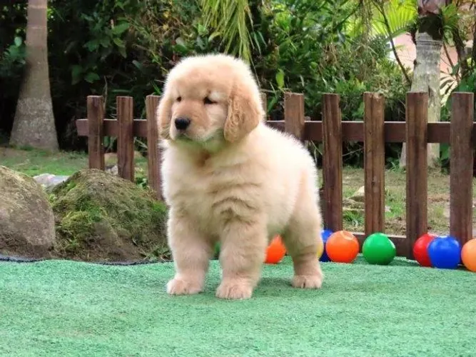 Golden Retriever Tajj Mahall lindíssima filhote Fêmea Microchip 1872 Curitiba Duas vacinas