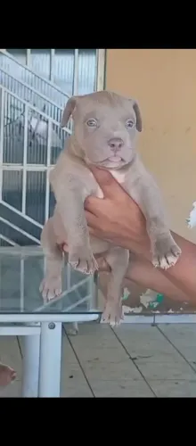 Filhote macho pitmonster com pedigree