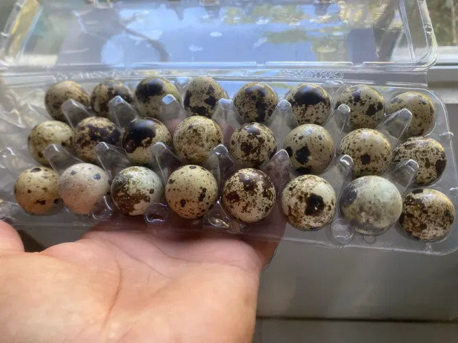 Ovos galados de codorna gigante
