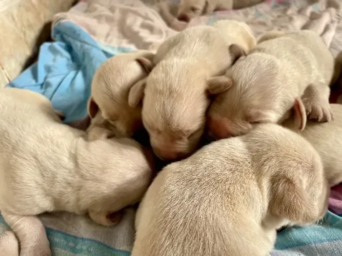 Filhote de labrador retriever