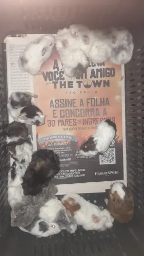 Porquinhos da india lindos leia o anuncio todo