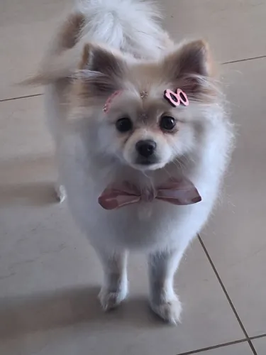 Vende-se uma cachorrinha fêmea spitz alemao de 6 meses