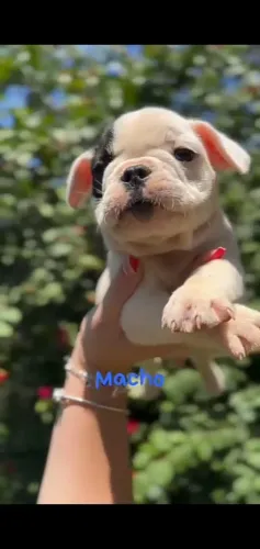 Bulldog frances o companheiro perfeito