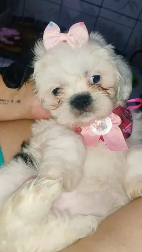 Vendo cachorro Shitzu 2 meses 