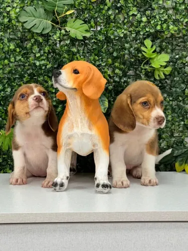 filhotes de beagle pronto pra entrega