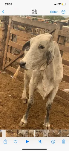Vendo vaca amojadinha