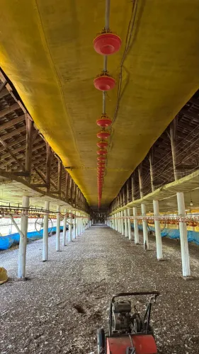 Aviário completo com toda estrutura 