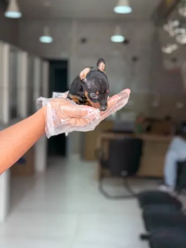 Pinscher Miniatura- Pequenos tesouros com pedigree esperando por você!