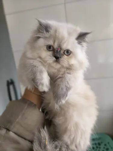 Gata persa
