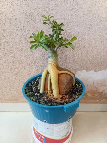 Rosa do deserto na rocha 