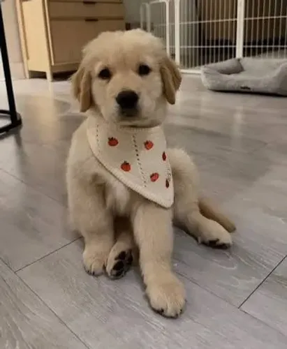 Golden Retriever para adoção