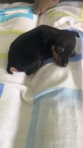 Pinscher 