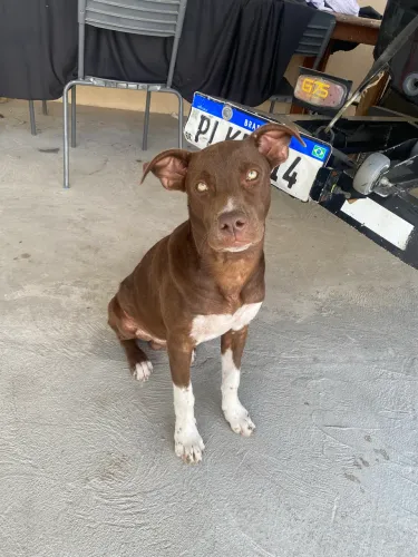 Vendo pitbull 4 meses e vacinado