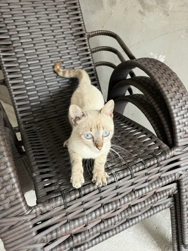 Gato para adoção( entrego no seu endereço) 