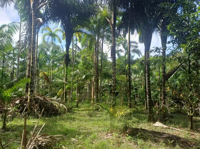 Terreno na Alça Viária, km 27