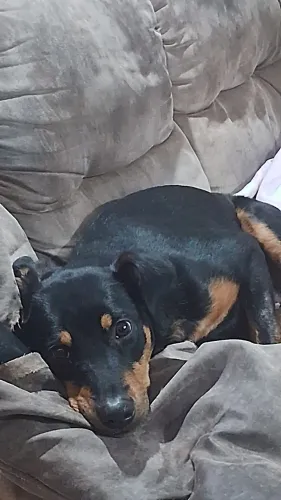Doação URGENTE (cachorros)