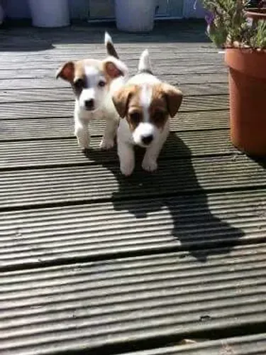 Jack russel macho e fêmea - brancos e dourados - veja 