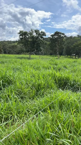 Oportunidade 13 hectares