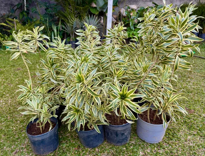 Pleomele variegata
