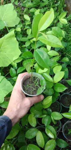 Muda de graviola precoce