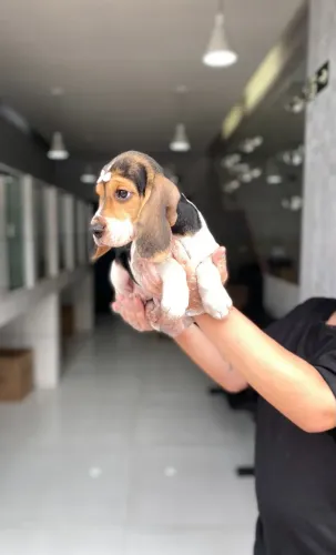 Um Companheiro para a Vida - Filhotes com Origem Garantida e Muito Carinho