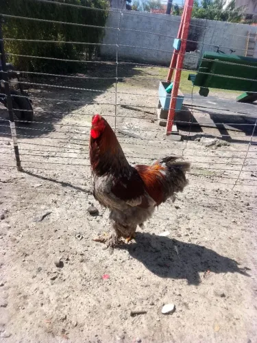 Galo 