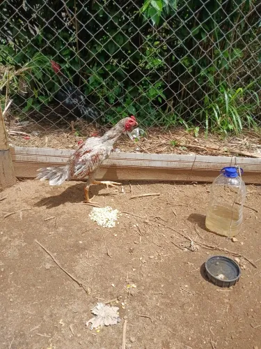 Frango indio