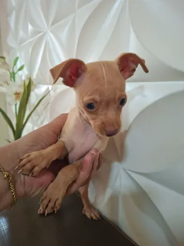 Pinscher machinho