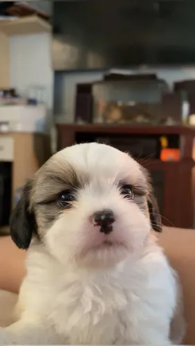 Shih Tzu Um cãozinho para tornar os dias mais divertidos