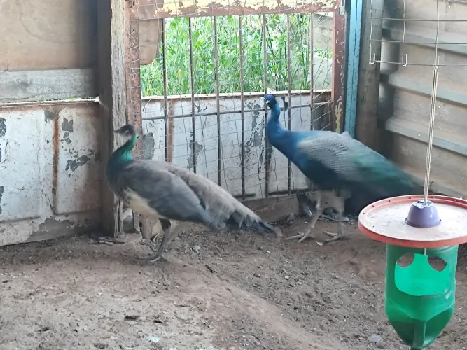 Frango e Frangas adulto 