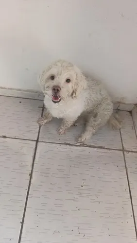 Vendo poodle adulta