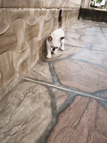 Gatinha para doação