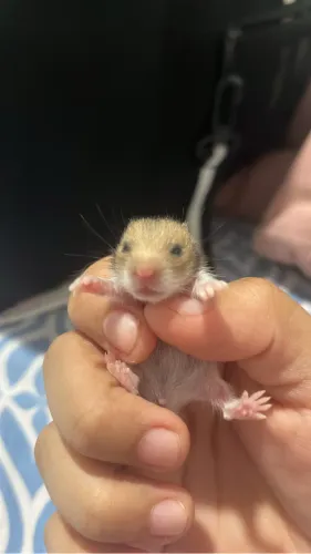 Filhotes de Hamster Sírio 