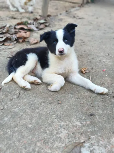 Filhote fêmea de Border Collie