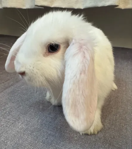 Coelho Mini Lop