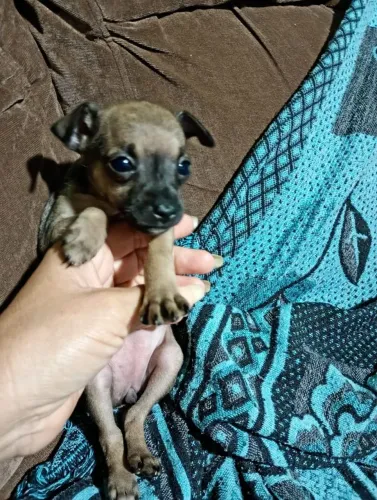 Pinscher 01