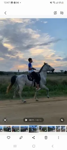 cavalo mangalarga marcaha picada