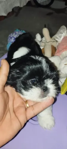 Filhote shih tzu, Lambidas, pulinhos e muito amor!