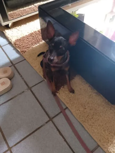Vendo cachorrinha Pincher