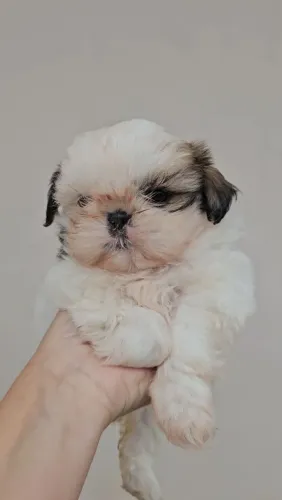 Shih tzu filhotes, valores na descrição, entregamos*